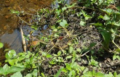 Erythrodiplax castanea