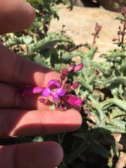 Penstemon clevelandii connatus