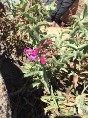 Penstemon clevelandii connatus