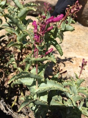 Penstemon clevelandii connatus