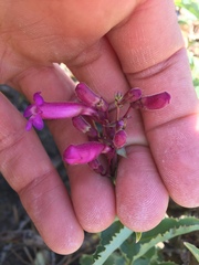 Penstemon clevelandii connatus