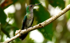Chalybura buffonii