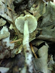Psathyrella kauffmanii