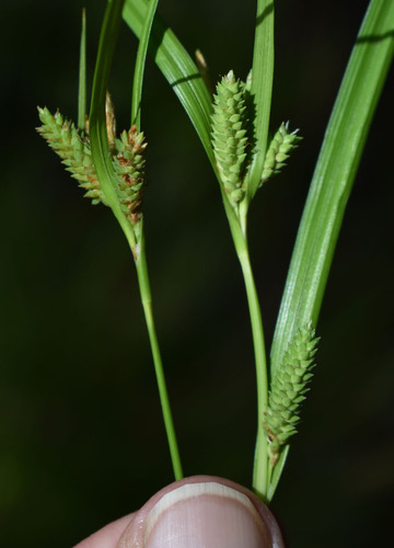 Carex maculata iNat (3)