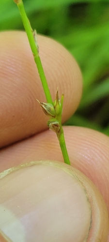 Image of Carex jamesii by no rights reserved