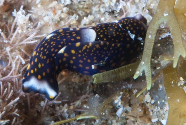 Speckled Swallow-tailed Sea Slug