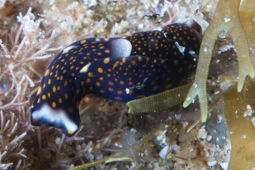 Biuve fulvipunctata
