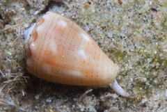 Conus miliaris