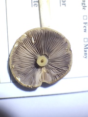 Psathyrella kauffmanii