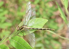 Phanogomphus militaris