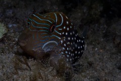 Canthigaster natalensis