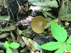 Psathyrella kauffmanii