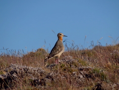 Oreopholus ruficollis