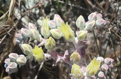 Dudleya greenei