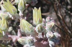 Dudleya greenei