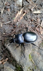 Carabus glabratus