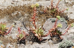 Dudleya candelabrum