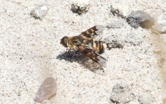 Thyridanthrax nugator