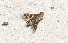 Thyridanthrax nugator