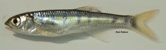 Opsaridium peringueyi