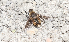 Thyridanthrax nugator