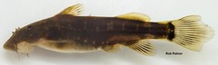 Chiloglanis anoterus