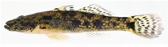 Glossogobius giuris