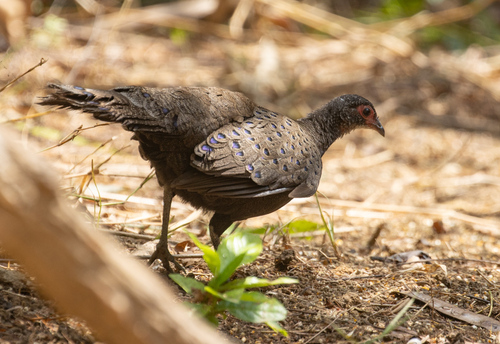Germain's Peacock-Pheasant (Polyplectron germaini), photo 4