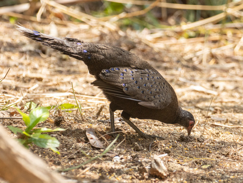 Germain's Peacock-Pheasant (Polyplectron germaini), photo 5