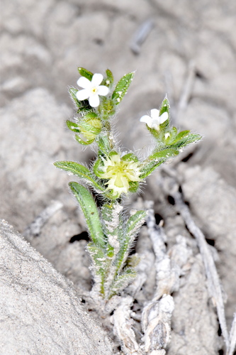 Lappula occidentalis var. cupulata