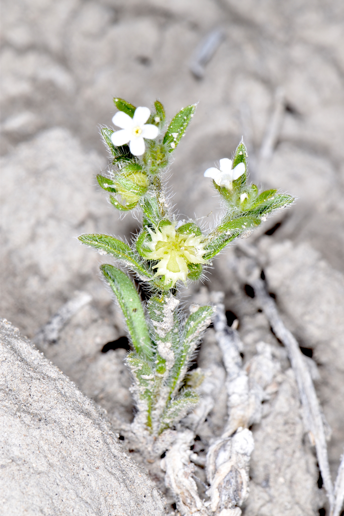 Lappula occidentalis var. cupulata