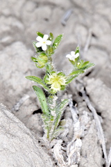 Lappula occidentalis cupulata