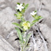 Lappula occidentalis cupulata - Photo (c) Robert Johnson, μερικά δικαιώματα διατηρούνται (CC BY-NC), uploaded by Robert Johnson