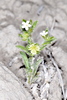 Crowned Stickseed - Photo (c) Robert Johnson, some rights reserved (CC BY-NC), uploaded by Robert Johnson