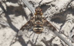 Thyridanthrax nugator