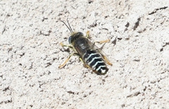 Bembix americana hamata