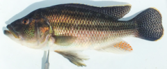 Serranochromis robustus