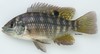 Banded Tilapia - Photo (c) Rob Palmer, some rights reserved (CC BY-NC-SA), uploaded by Rob Palmer