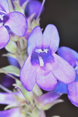 Penstemon carnosus