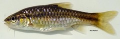Enteromius eutaenia