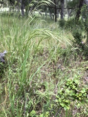 Bromus laevipes