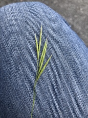 Bromus laevipes