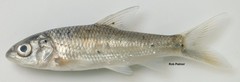 Labeobarbus polylepis