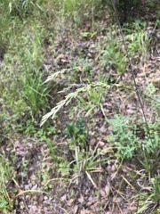 Melica californica