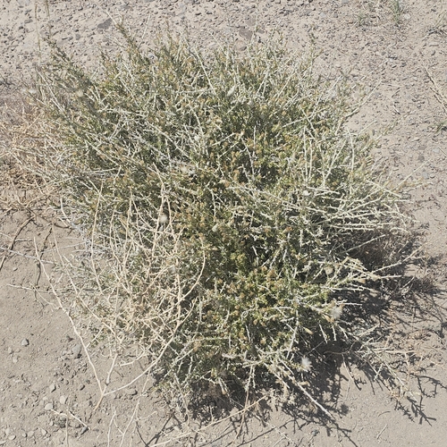 Image of Tetradymia spinosa by (c) Indio Brown, some rights reserved (CC BY)