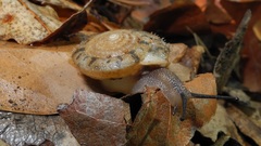 Plectotropis quelpartensis