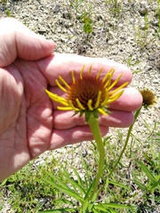 Echinacea paradoxa paradoxa