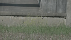 Petrochelidon pyrrhonota