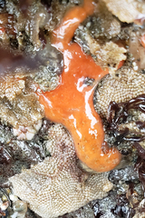 Aplousobranchia