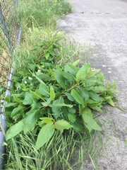 Populus trichocarpa